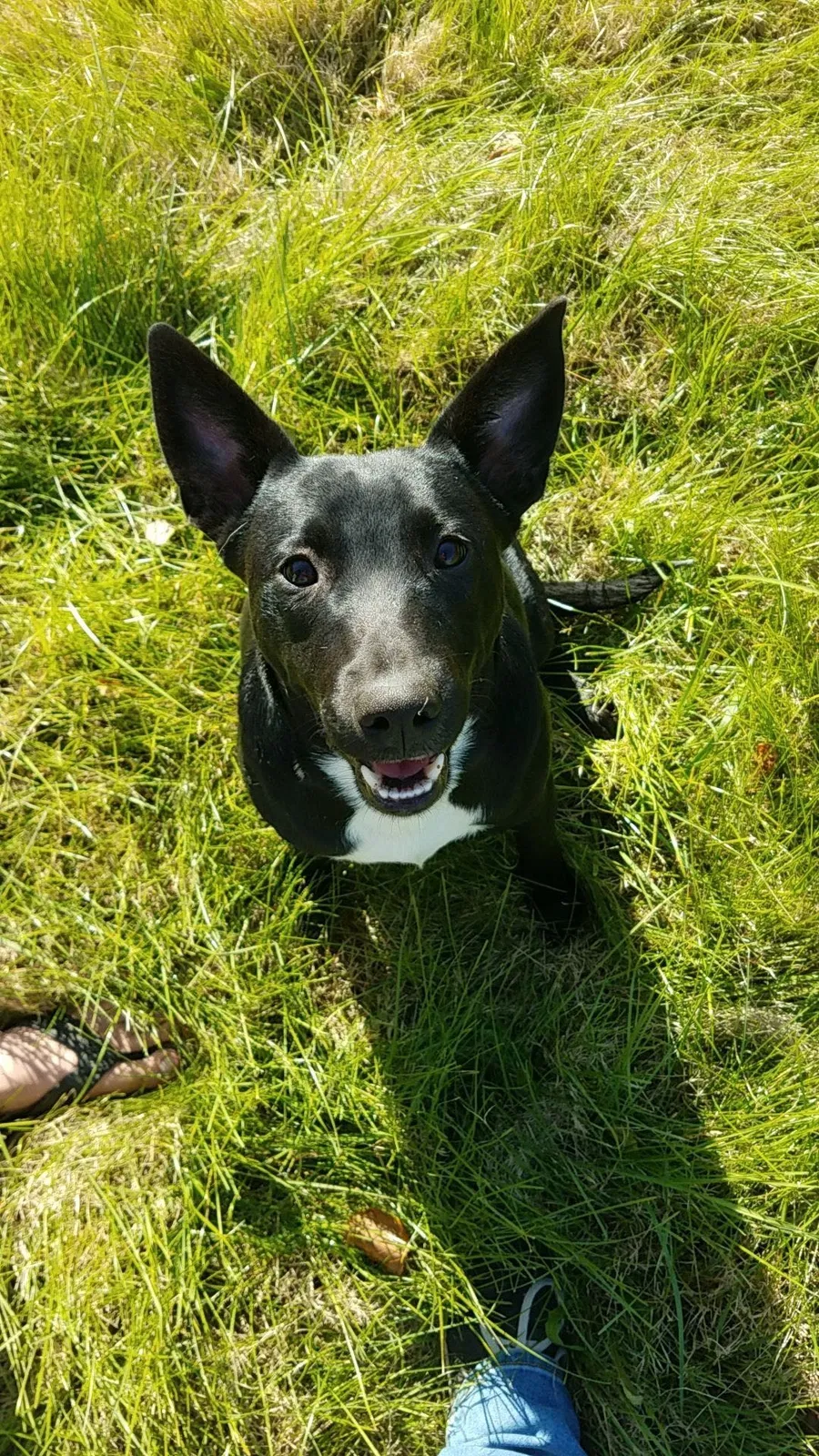 Lost dog in Independence, MO, 64052