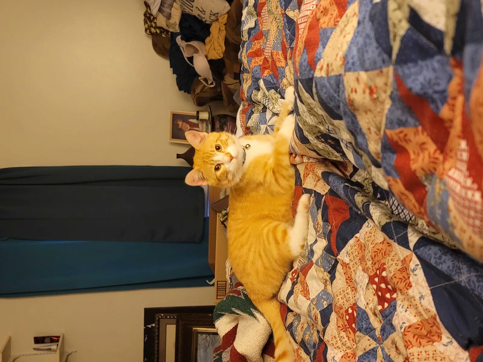 Lost cat in Leavenworth, KS, 66048