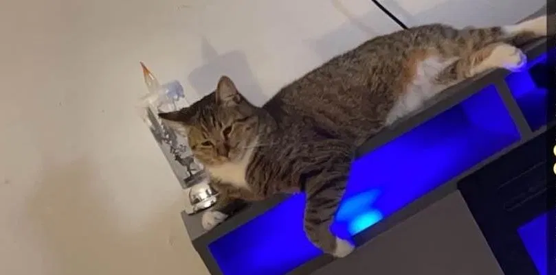 Lost cat in Toledo, OH, 43612