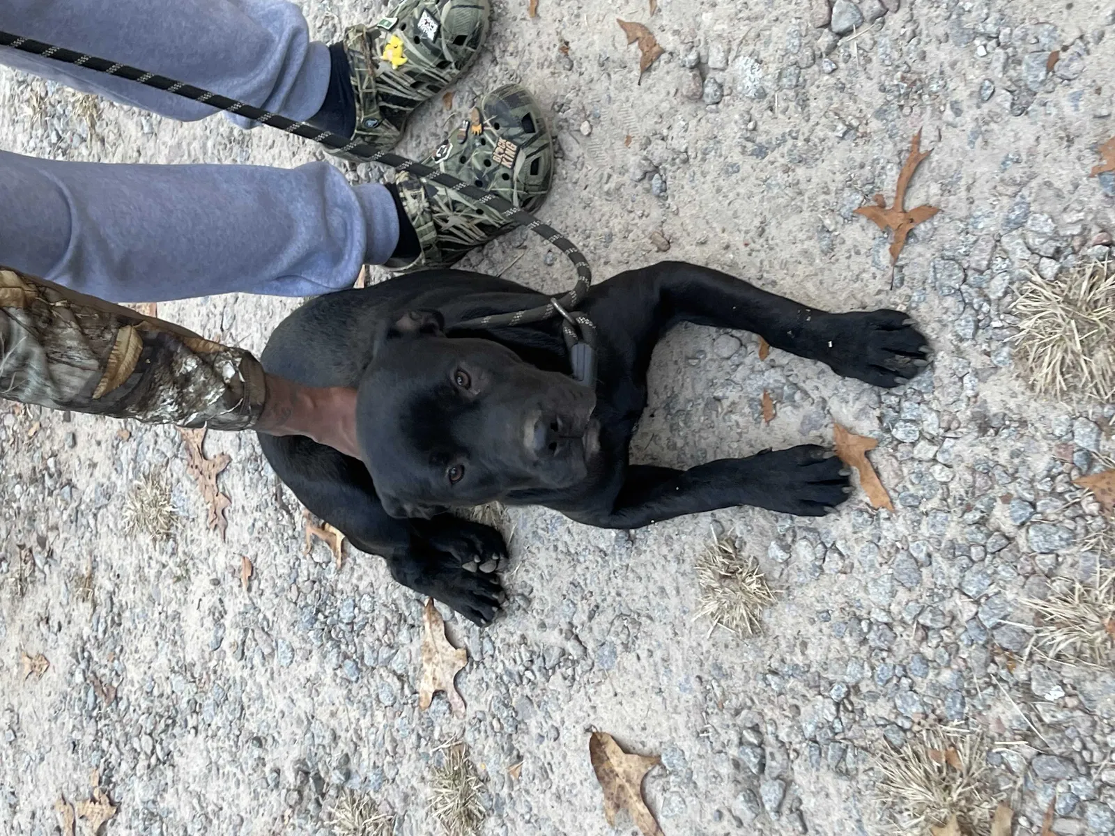 Lost dog in Elgin, SC, 29045