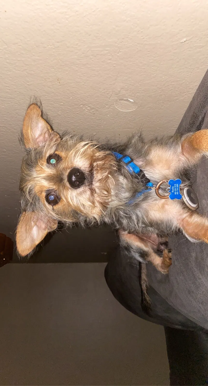 Lost dog in Fort Worth, TX, 76104