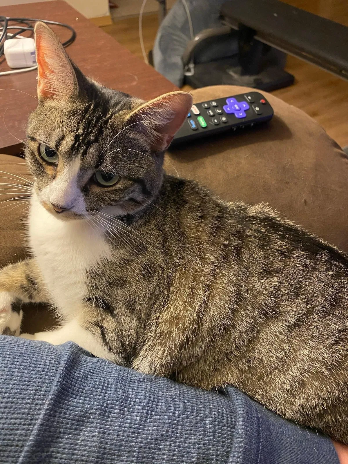 Lost cat in Springfield, MO, 65807