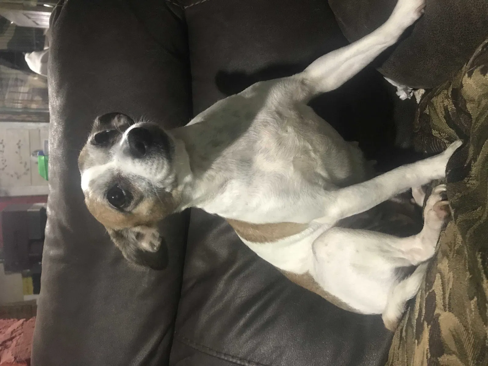 Lost dog in Brookside, AL, 35036