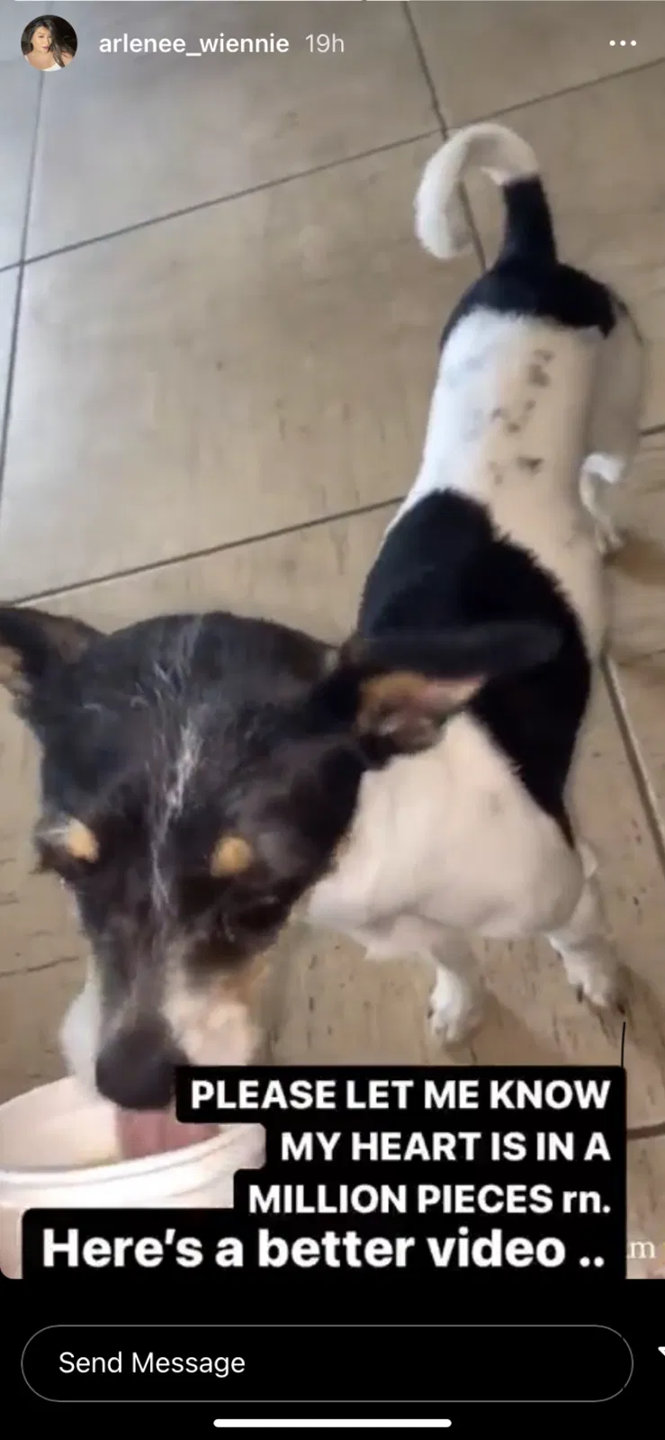 Lost dog in Rio Rancho, NM, 87124
