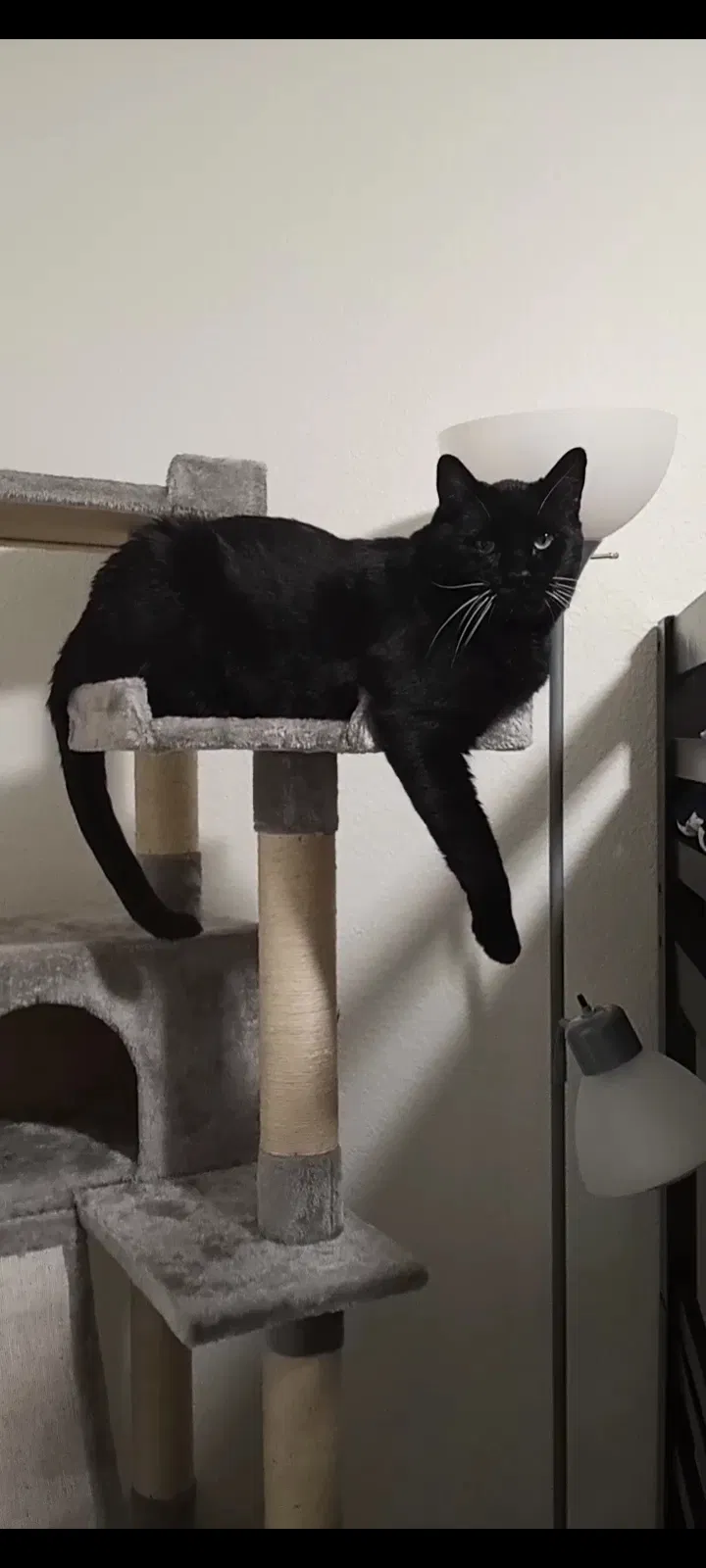 Lost cat in Rio Rancho, NM, 87124