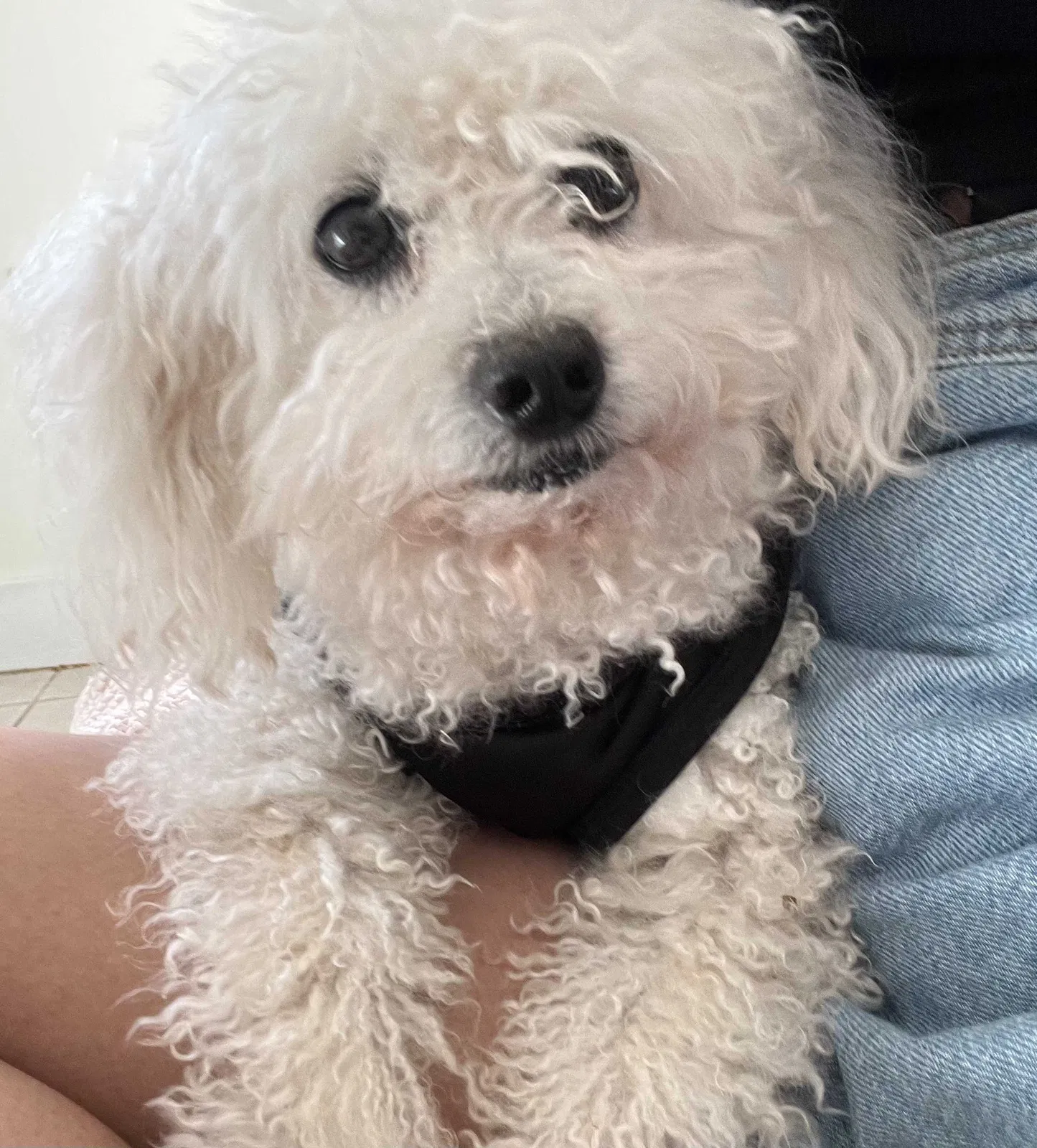 Lost dog in Miami, FL, 33166