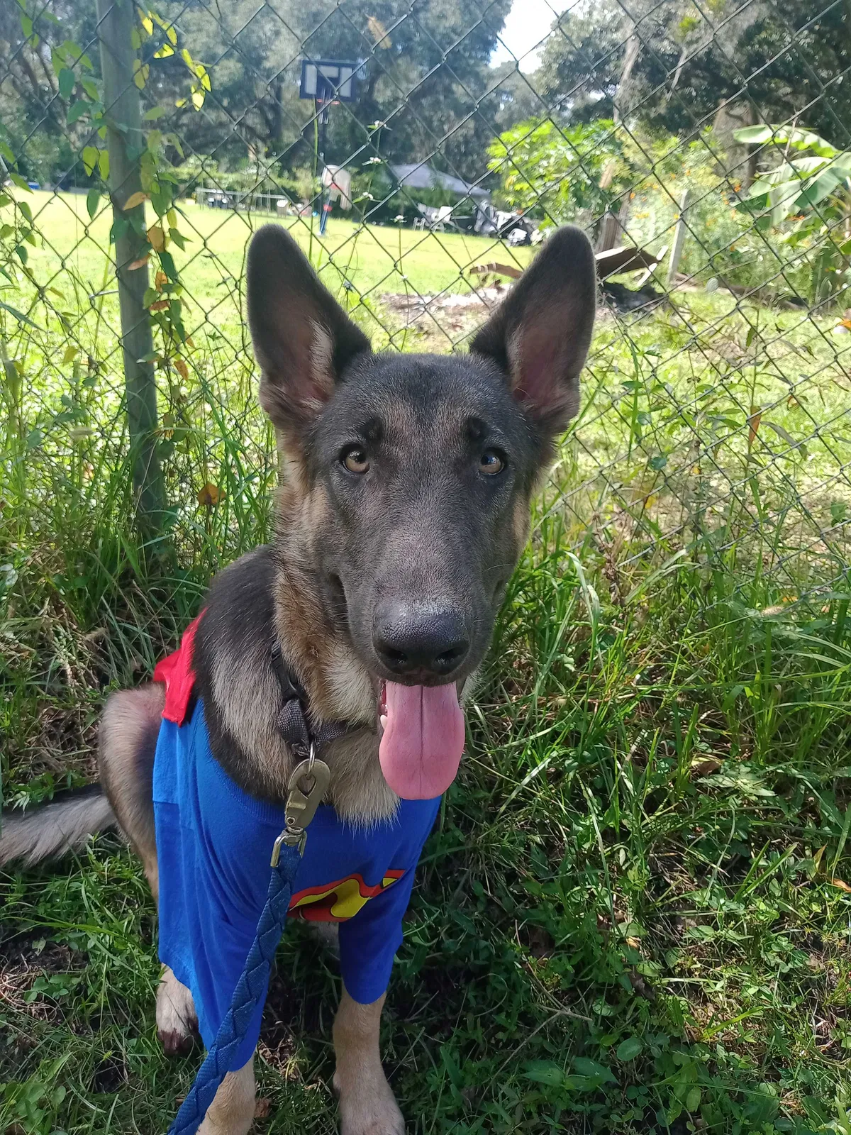 Lost dog in Plant City, FL, 33565