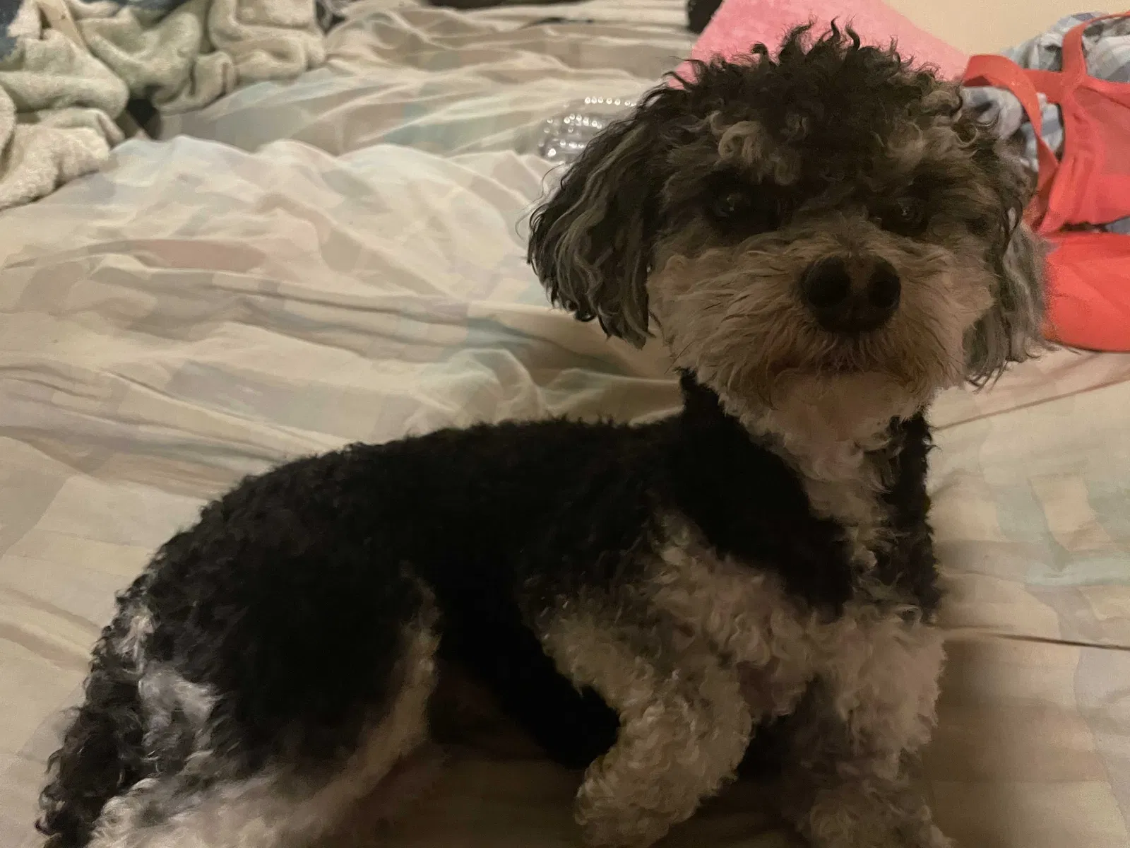 Lost dog in Los Angeles, CA, 90017