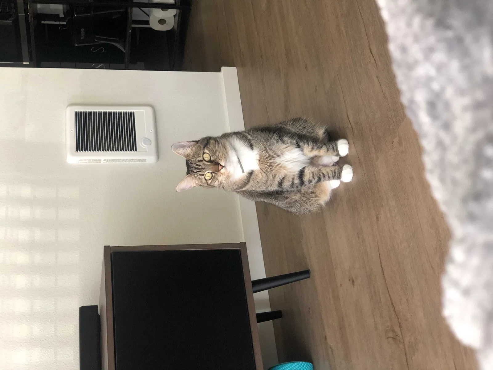Lost cat in Bonney Lake, WA, 98391