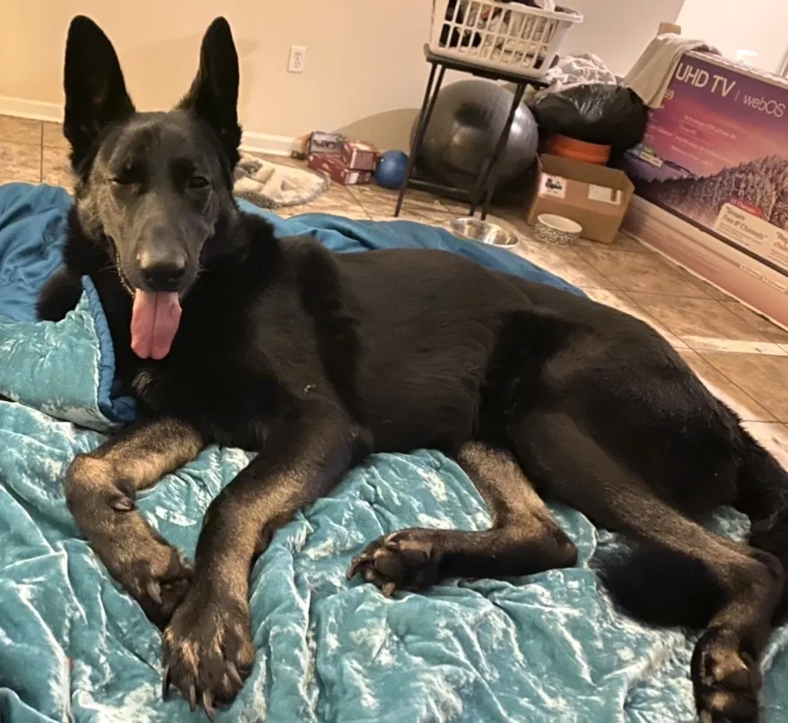 Lost dog in New Orleans, LA, 70119