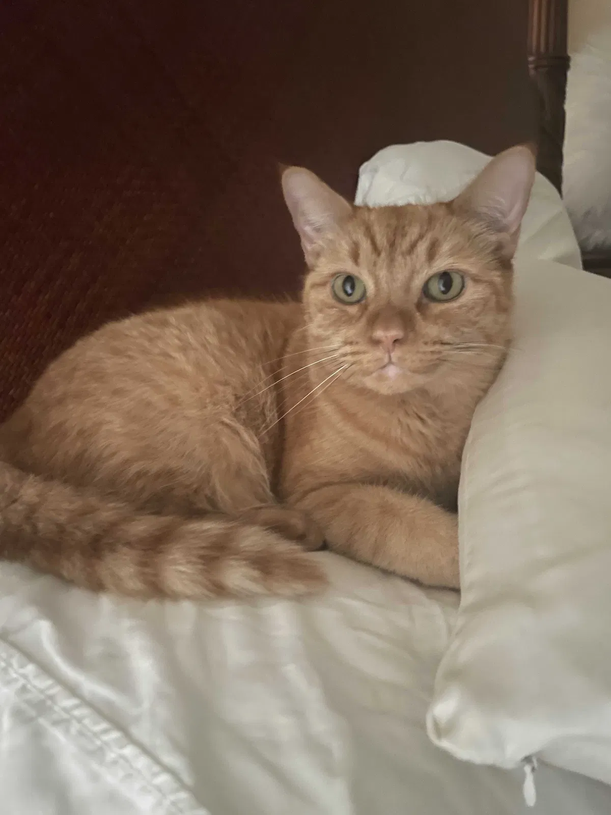 Lost cat in Fort Myers, FL, 33967