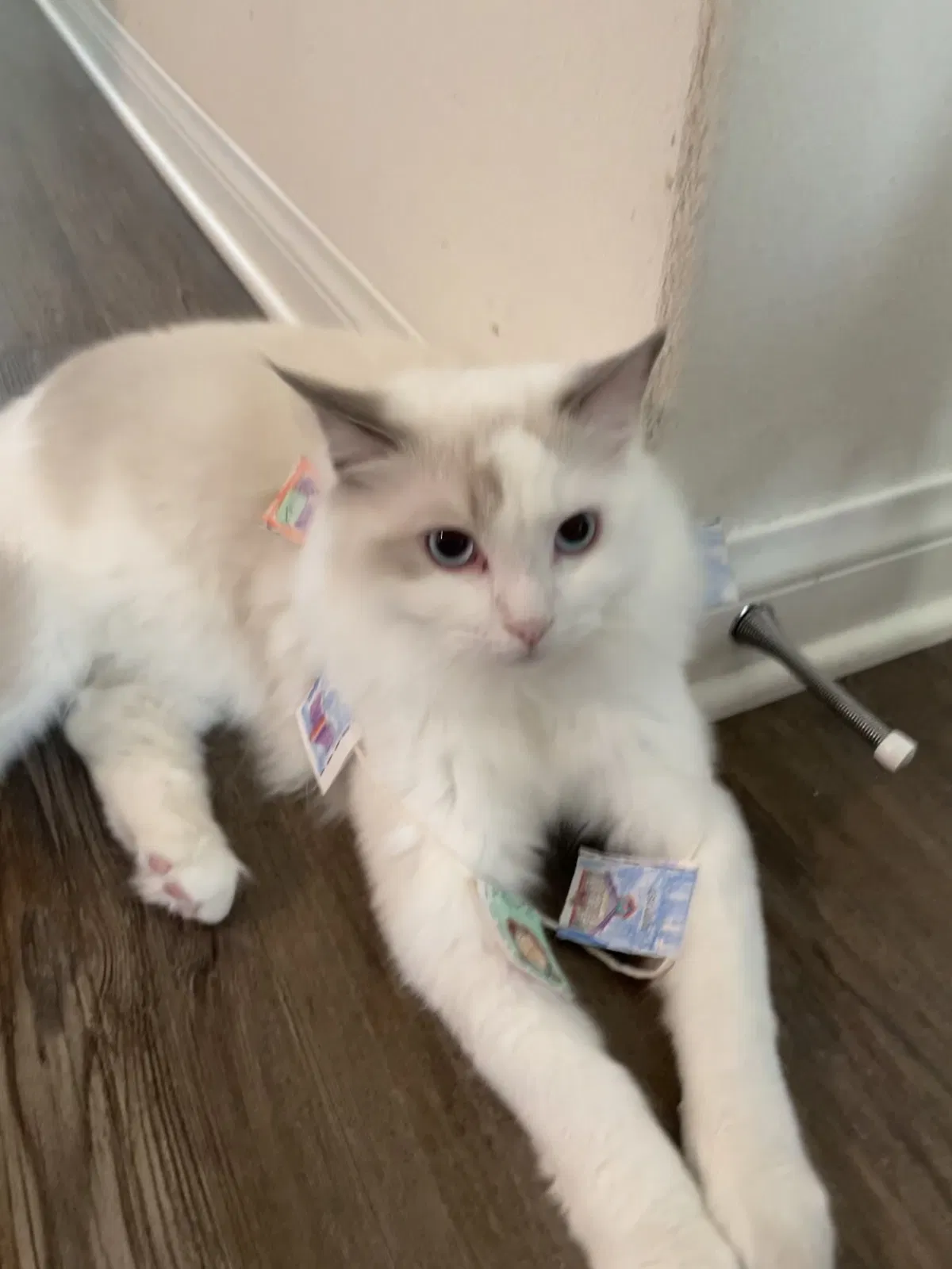 Lost cat in San Diego, CA, 92119