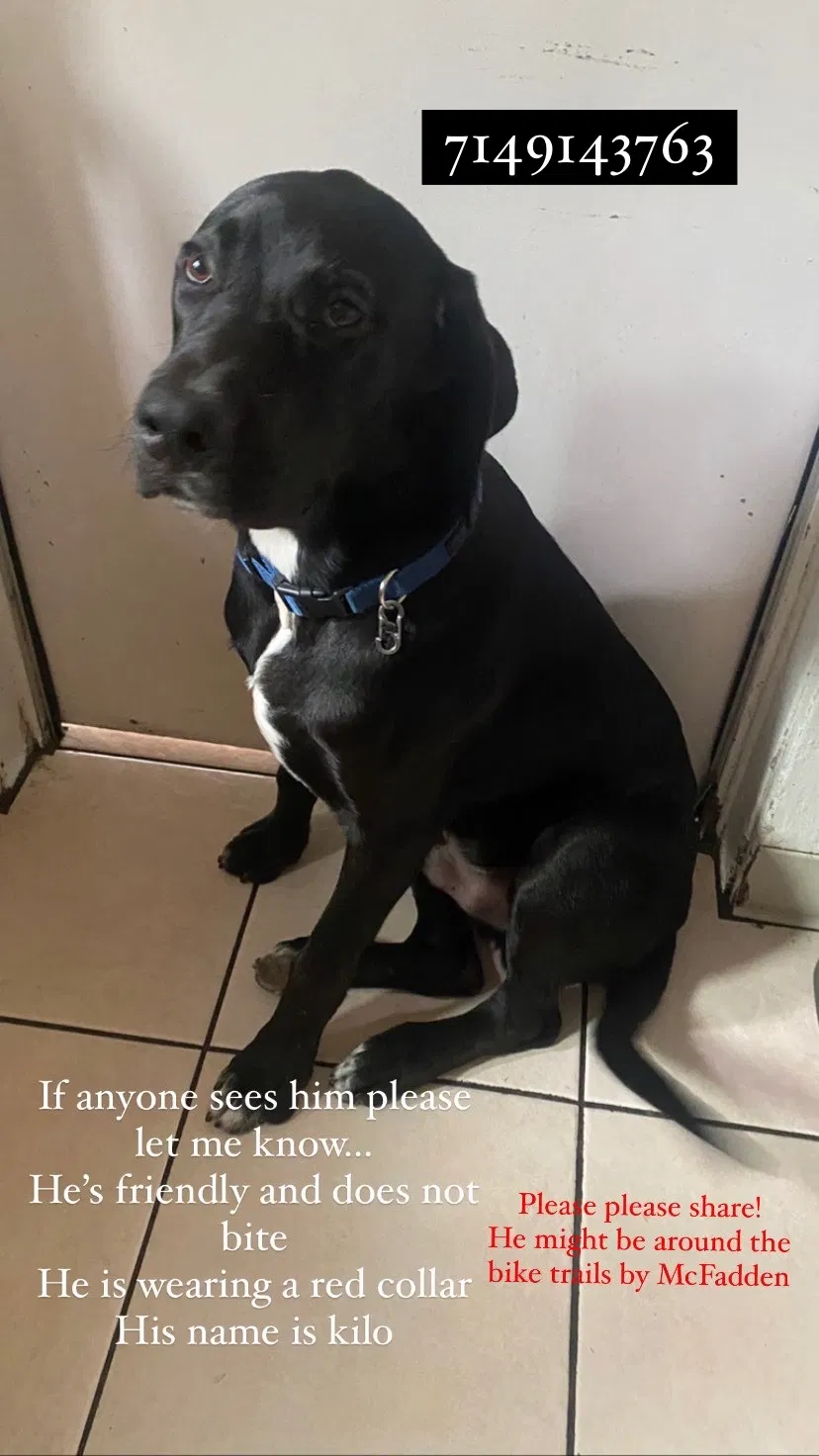 Lost dog in Santa Ana, CA, 92701