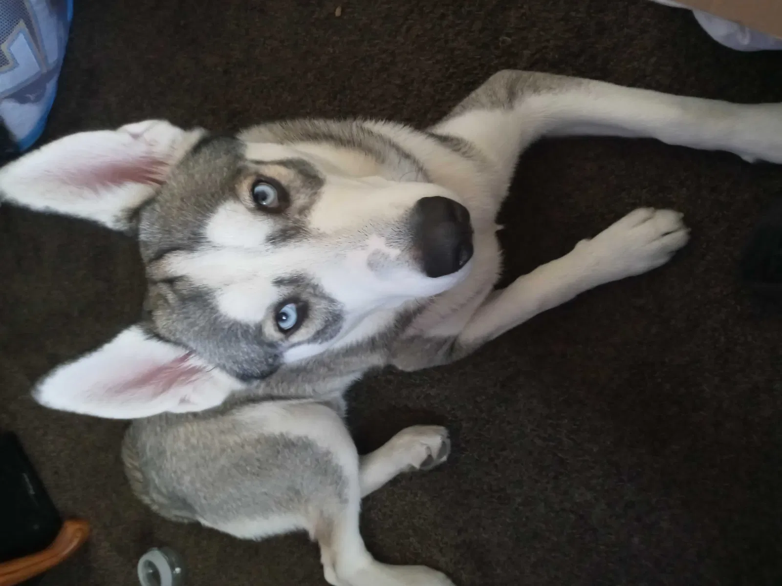 Lost dog in Bakersfield, CA, 93301