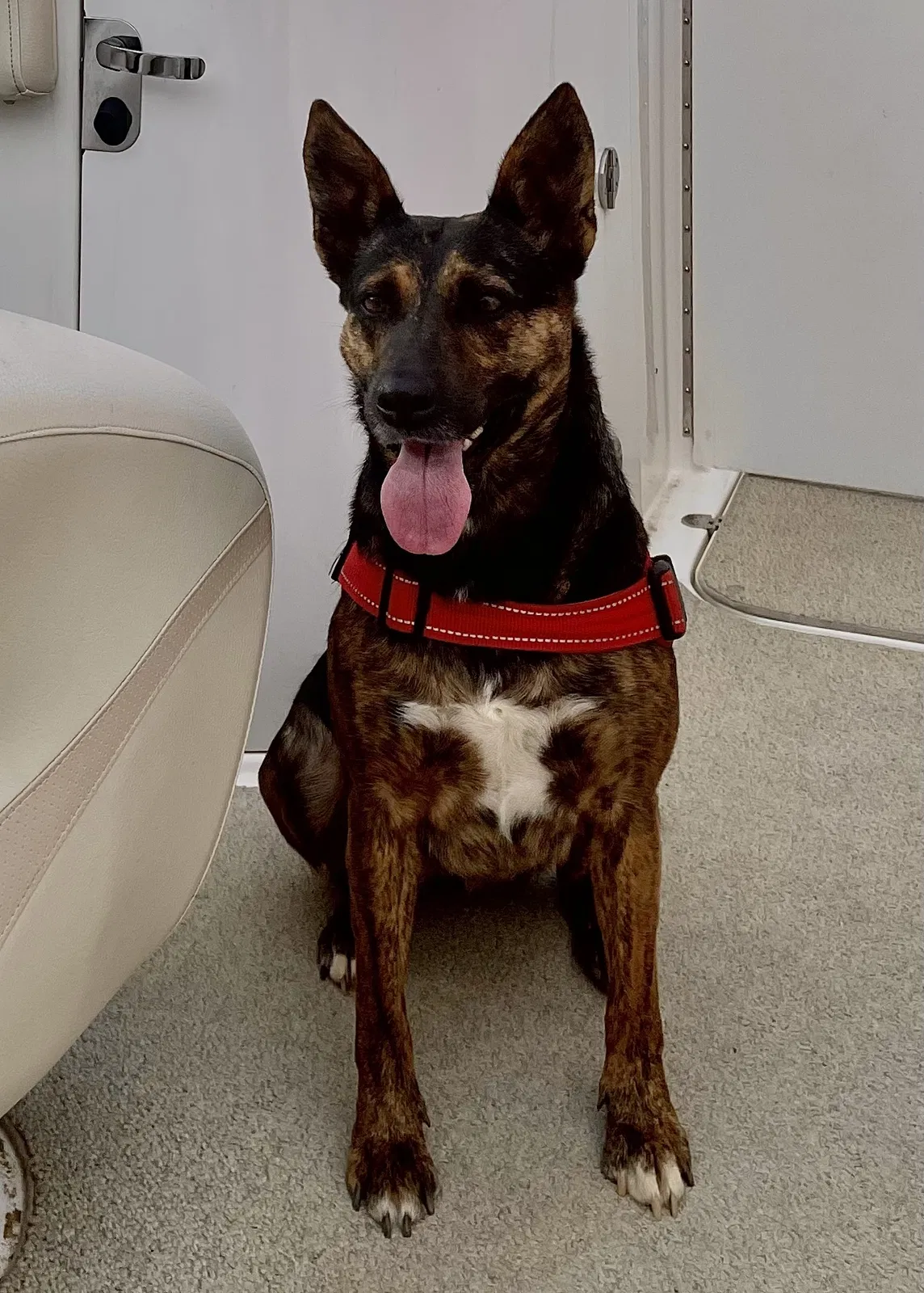 Lost dog in Cullowhee, NC, 28723