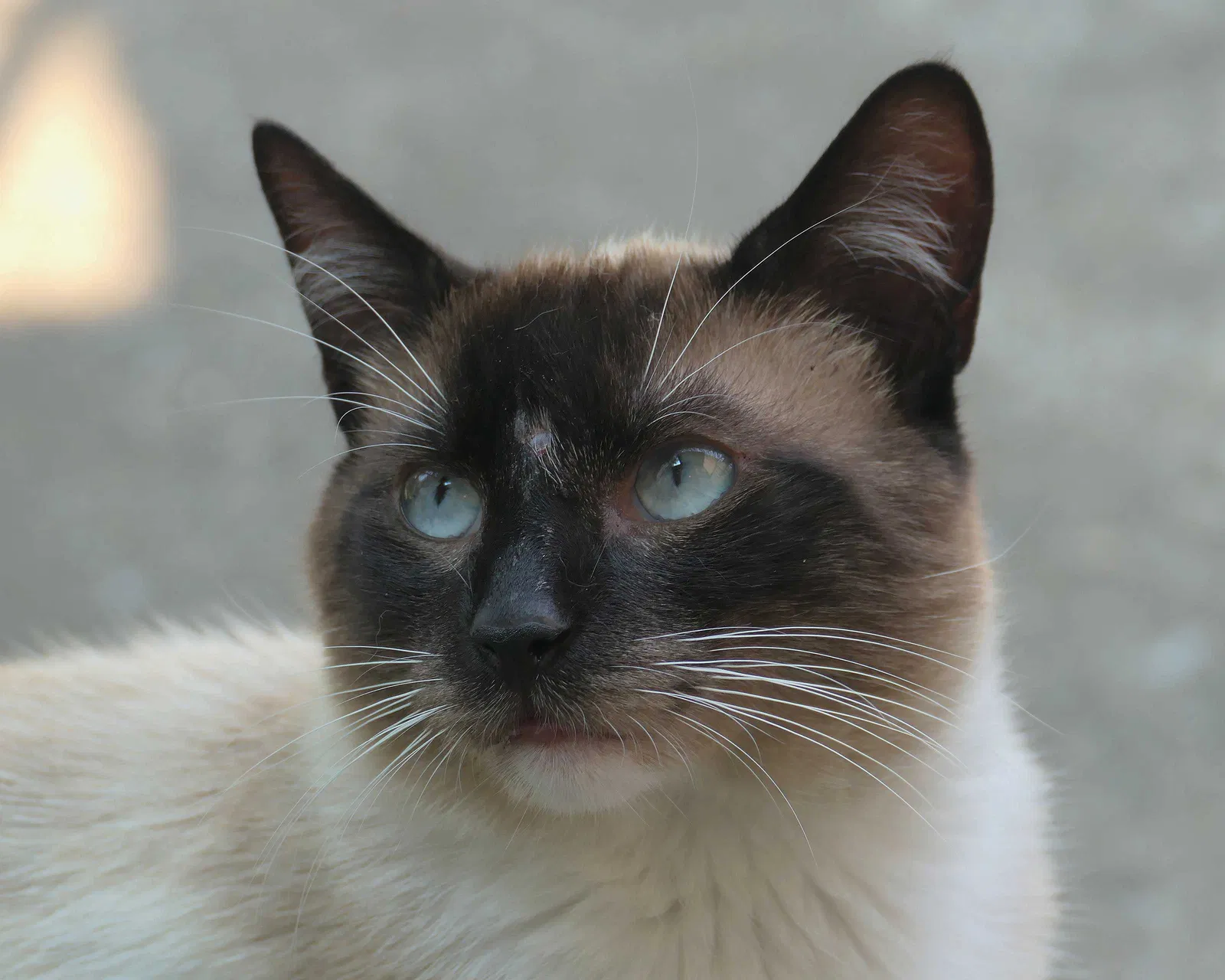 Lost cat in Brooklyn, NY, 11223