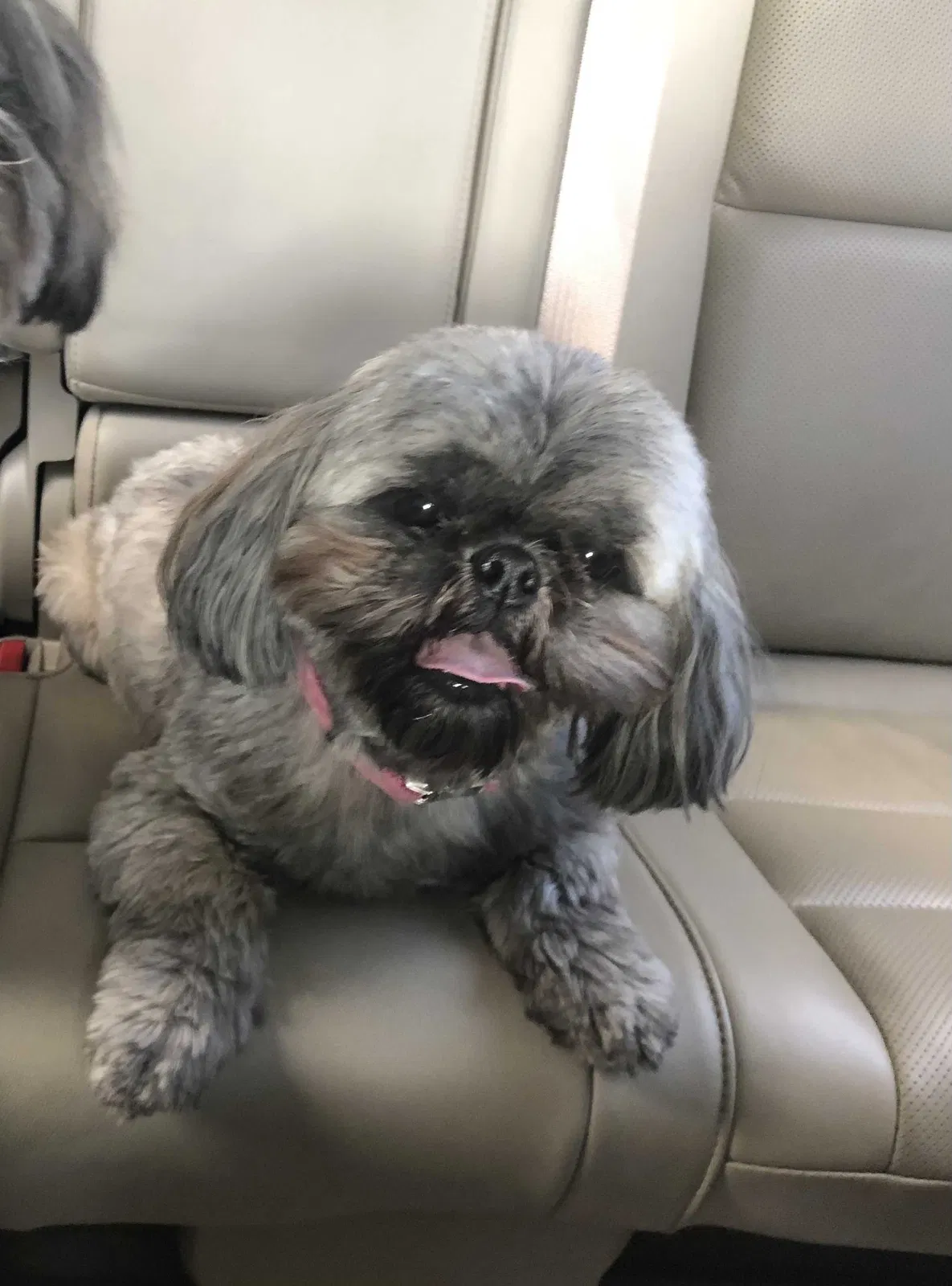 Lost dog in Yadkinville, NC, 27055