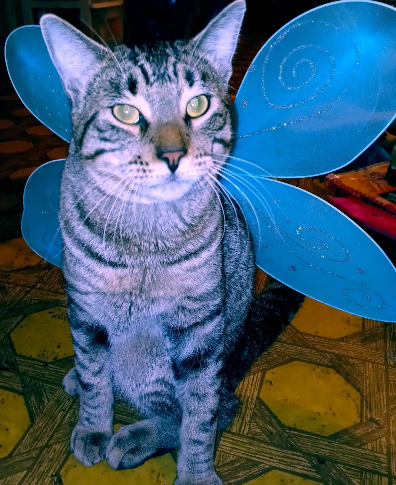 Lost cat in Sonora, CA, 95370