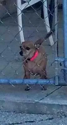 Lost dog in Dayton, OH, 45414