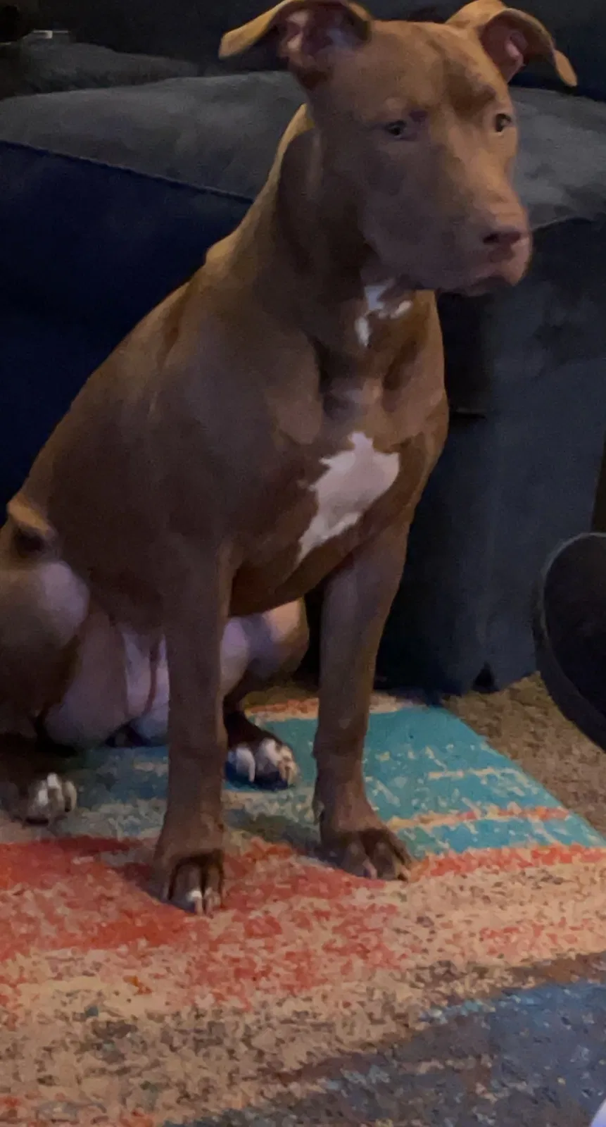 Lost dog in Rockford, IL, 61104