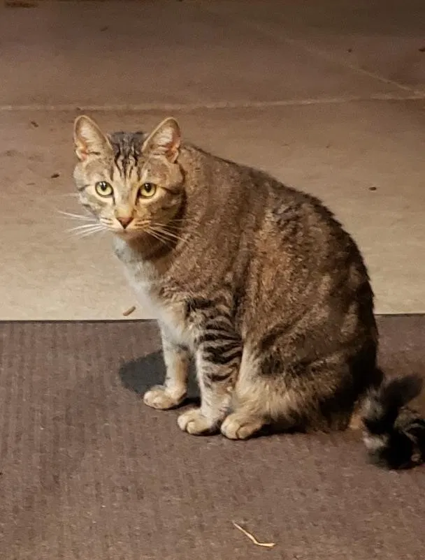 Lost cat in Boise, ID, 83713