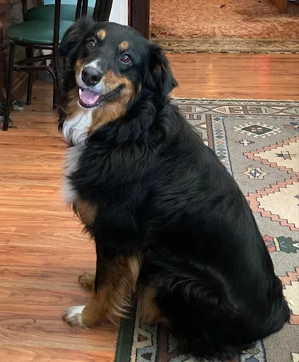 Lost dog in Pittsburgh, PA, 15206