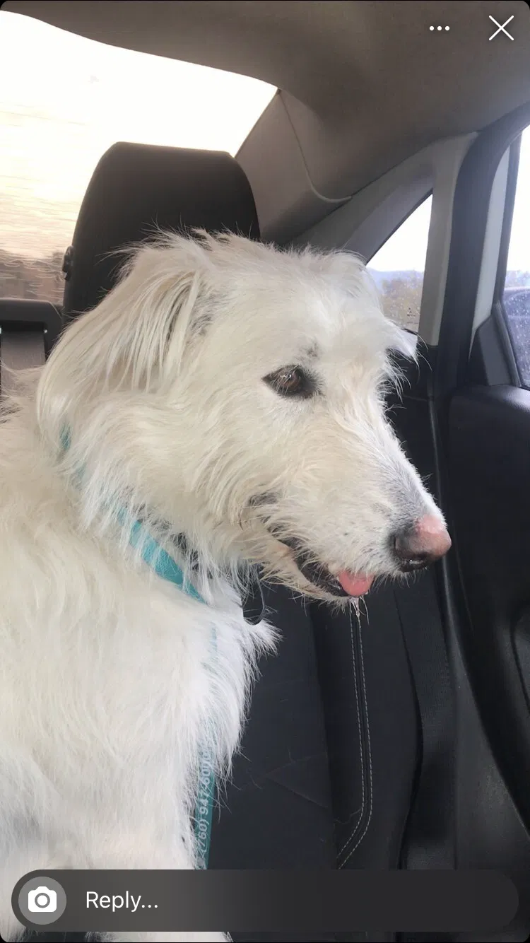 Lost dog in Victorville, CA, 92392
