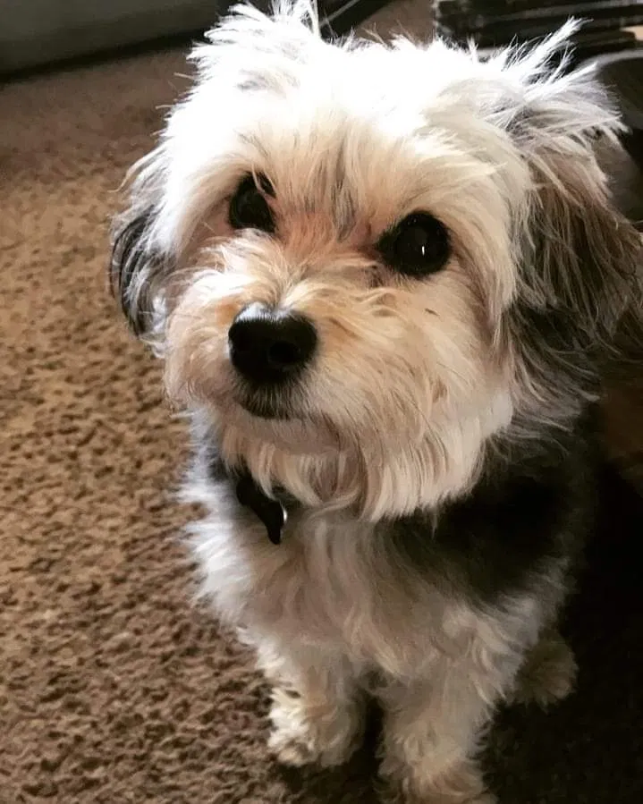 Lost dog in West Hartford, CT, 6119