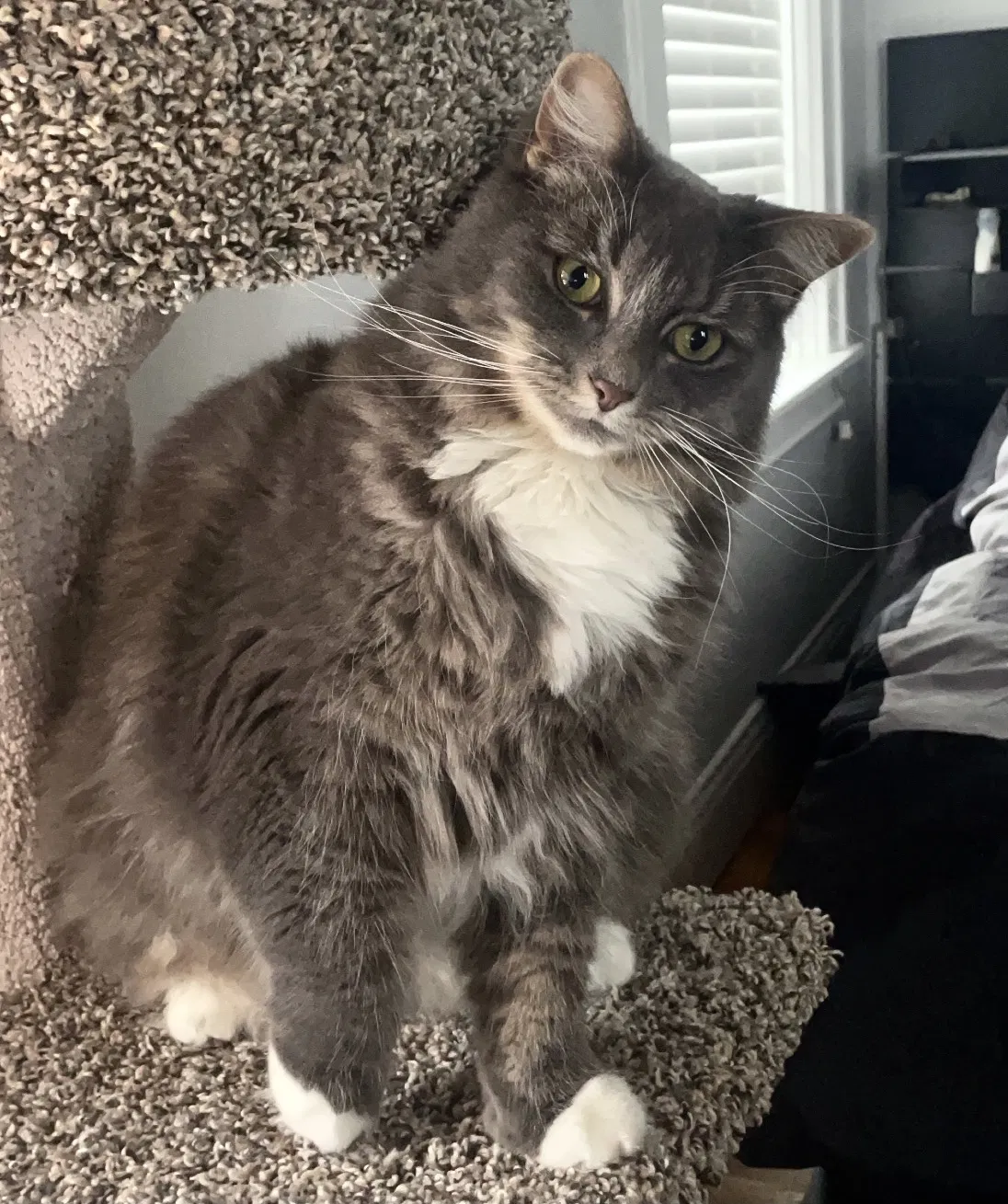 Lost cat in Grand Rapids, MI, 49506