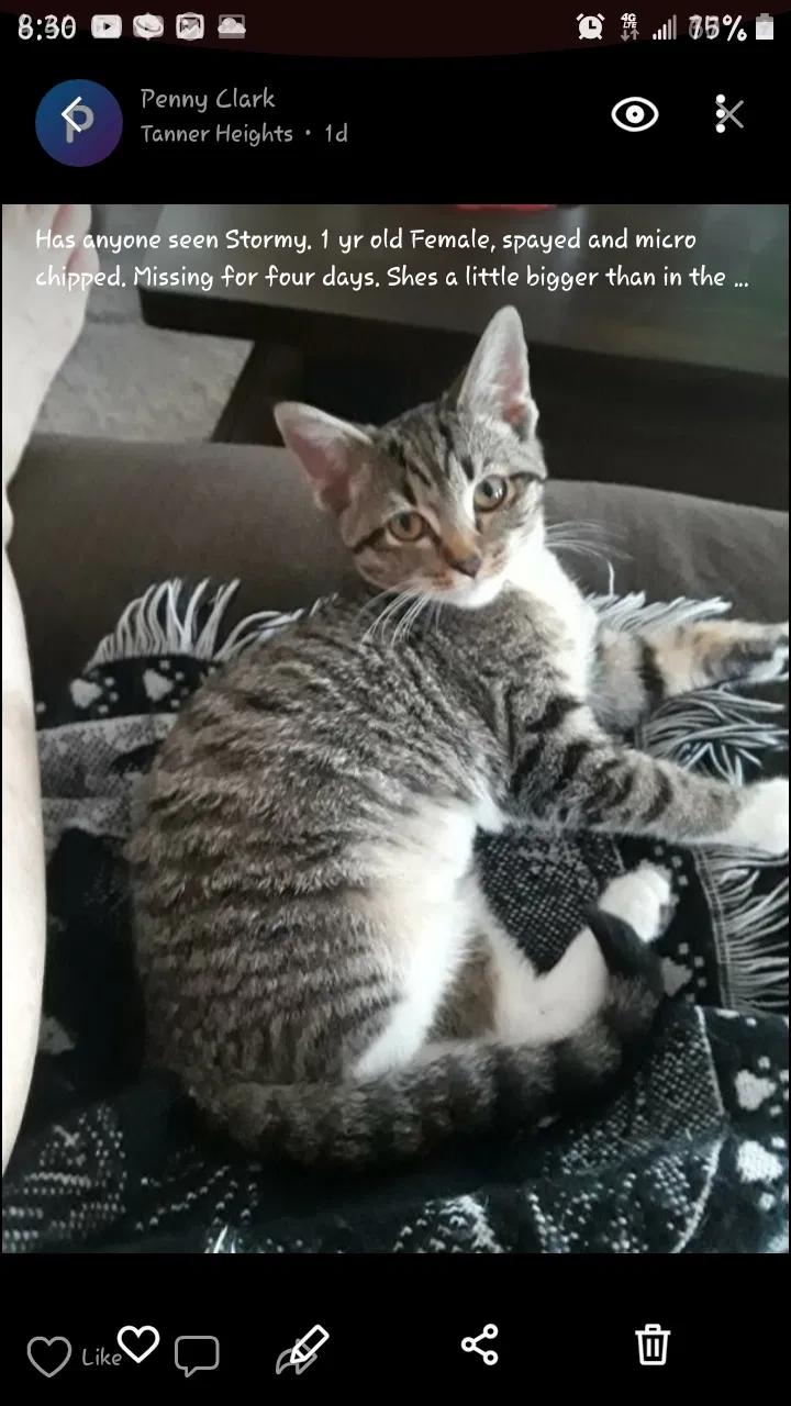 Lost cat in Hartselle, AL, 35640