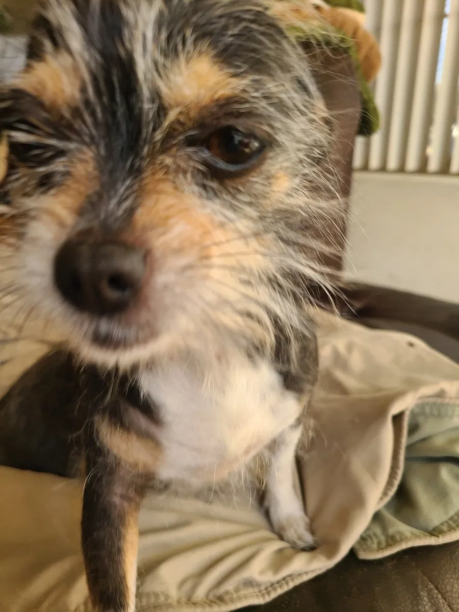 Lost dog in Las Vegas, NV, 89106