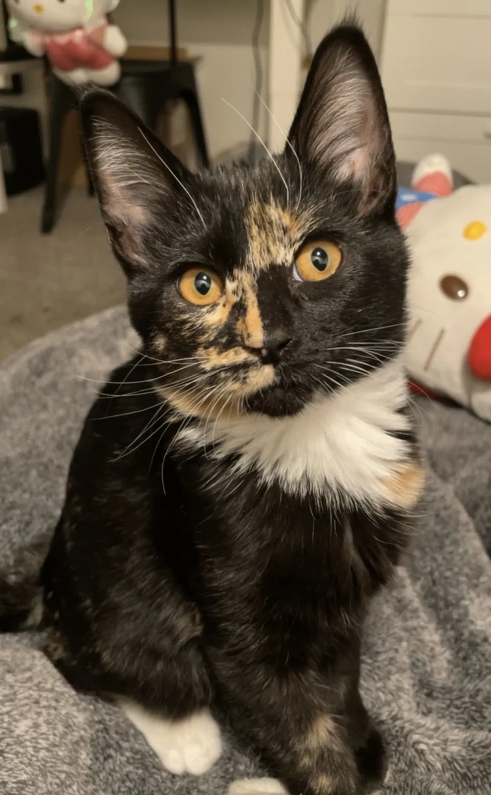 Lost cat in Ceres, CA, 95307