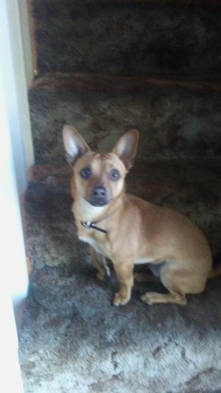Lost dog in El Cajon, CA, 92020