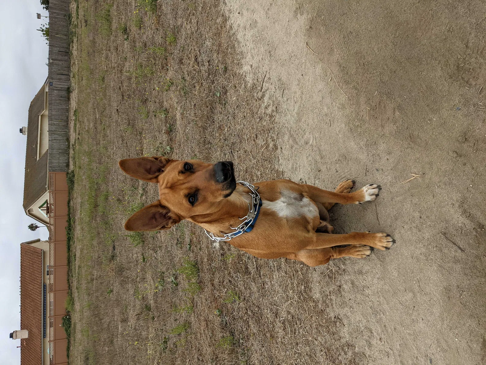 Lost dog in Oceanside, CA, 92058