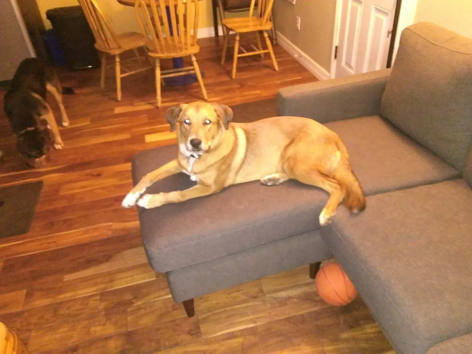 Lost dog in Austin, TX, 78741