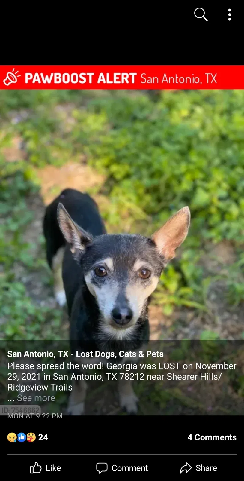 Lost dog in San Antonio, TX, 78216