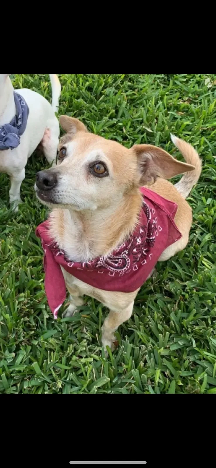 Lost dog in Cedar Park, TX, 78613