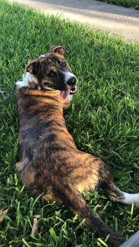 Lost dog in San Antonio, TX, 78256