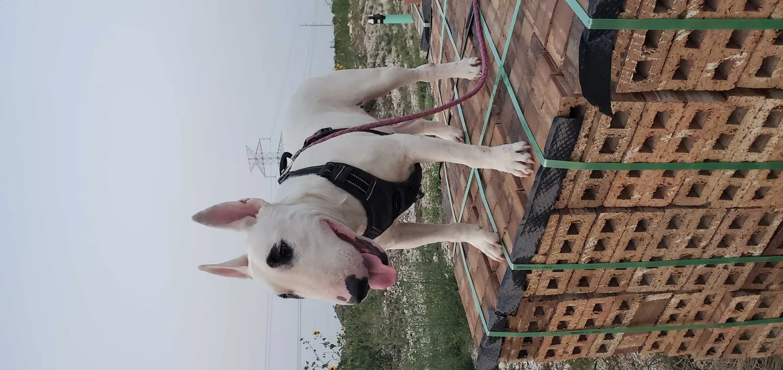Lost dog in Lancaster, TX, 75146