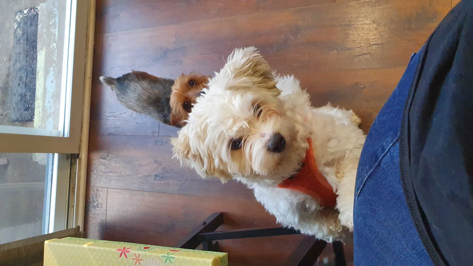 Lost dog in Westerville, OH, 43082