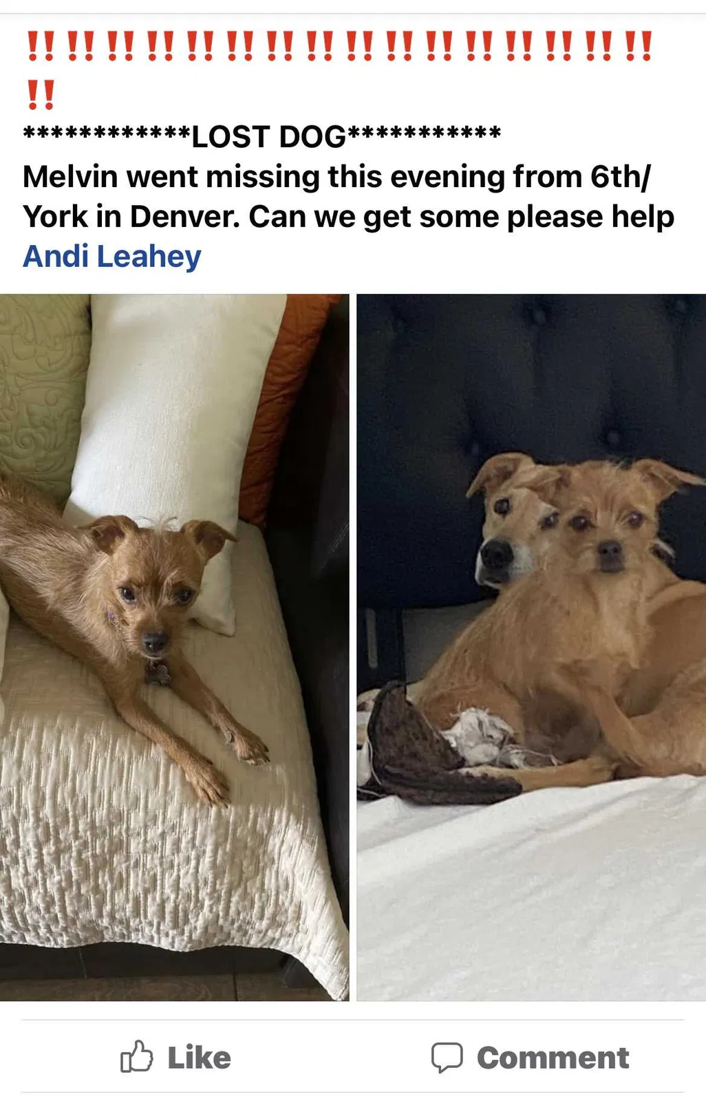 Lost dog in Denver, CO, 80206