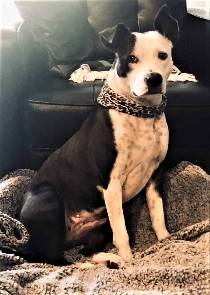 Lost dog in San Francisco, CA, 94122