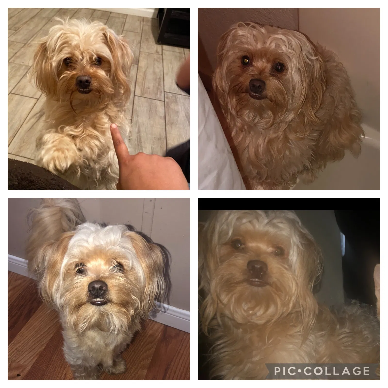 Lost dog in Edinburg, TX, 78542