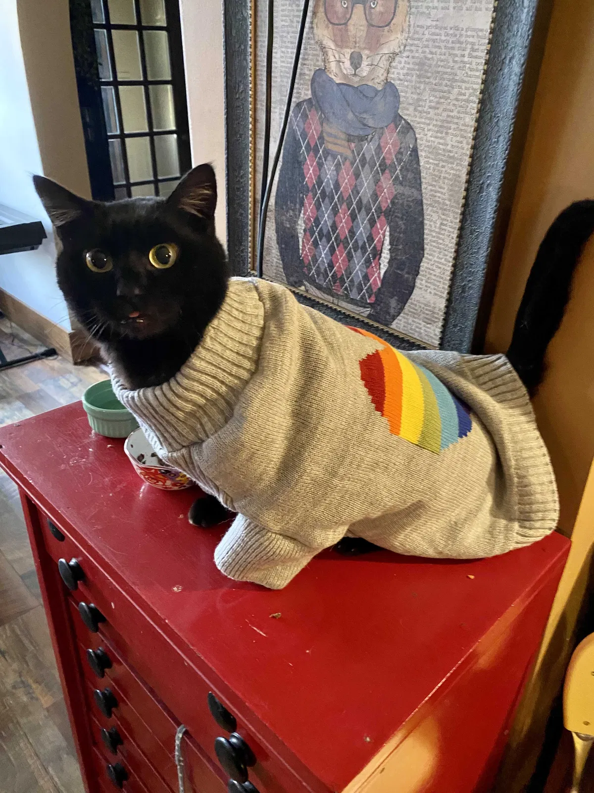 Lost cat in Cuyahoga Falls, OH, 44223