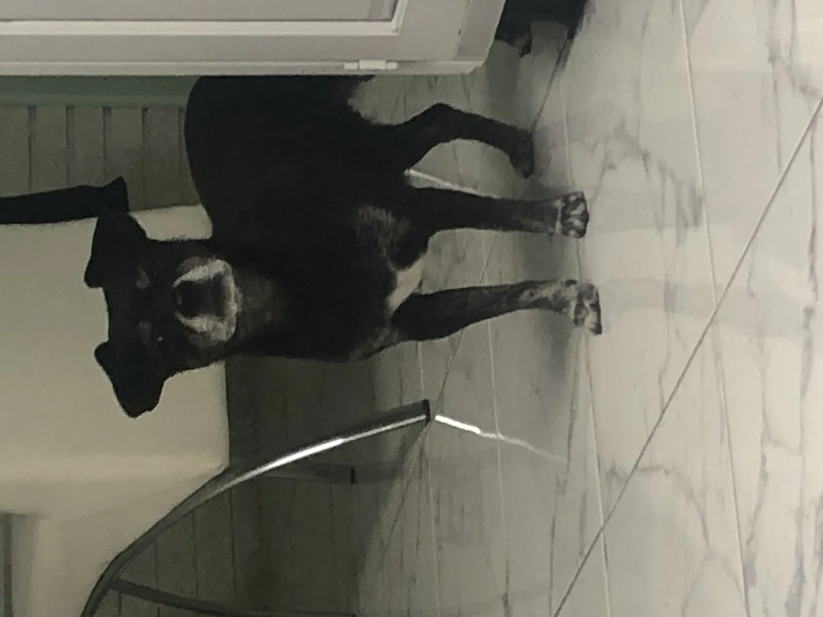 Lost dog in Louisville, KY, 40216