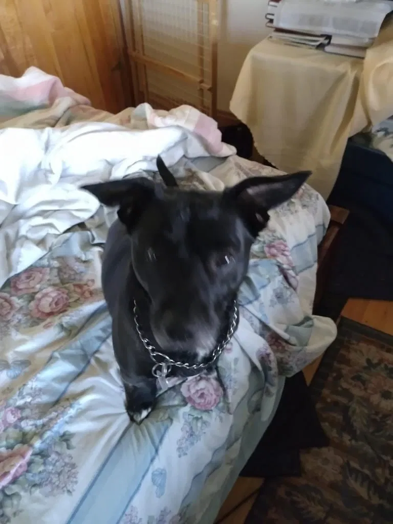 Lost dog in Indianapolis, IN, 46256