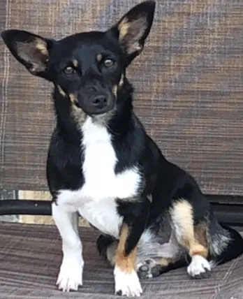 Lost dog in Louisville, KY, 40216