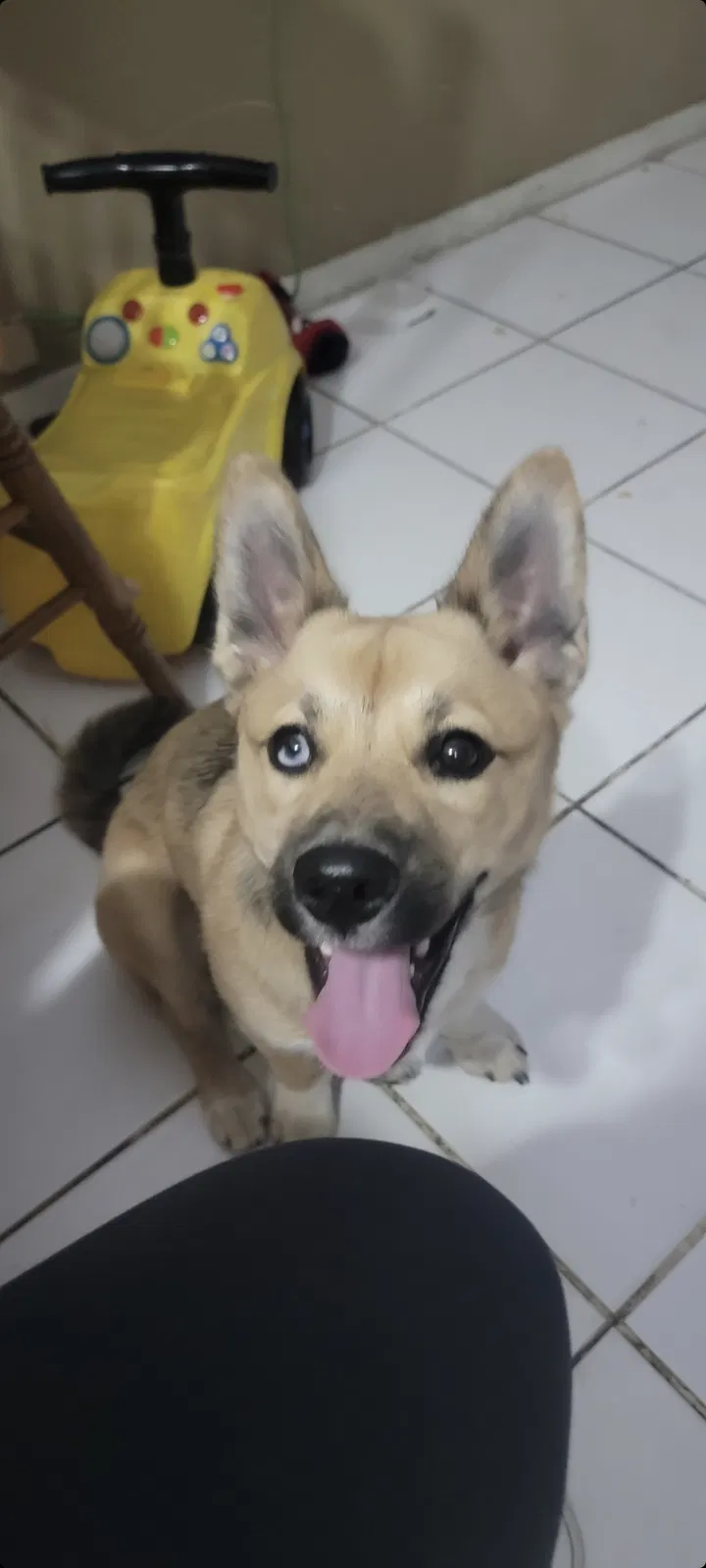 Lost dog in San Bernardino, CA, 92410