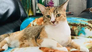 Lost cat in Utica, MI, 48317