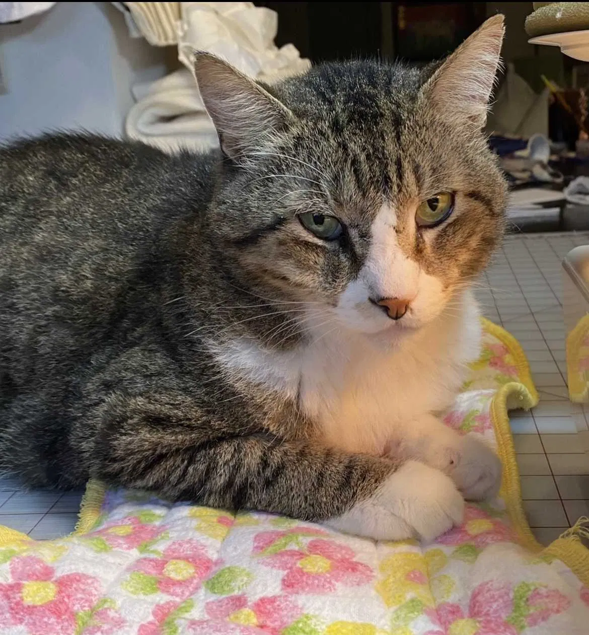 Lost cat in Kingwood, TX, 77345